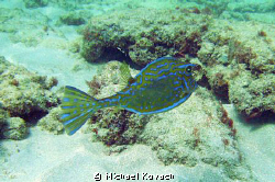 Another shot of a cowfish on the Inside Reef at Lauderdal... by Michael Kovach 